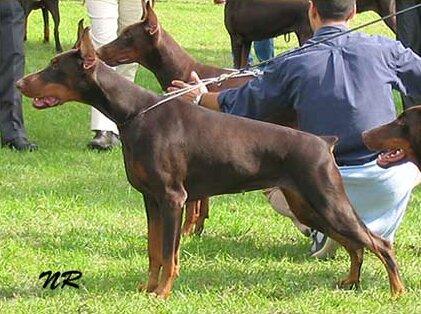 Smart Wood Hills Italica | Brown Doberman Pinscher