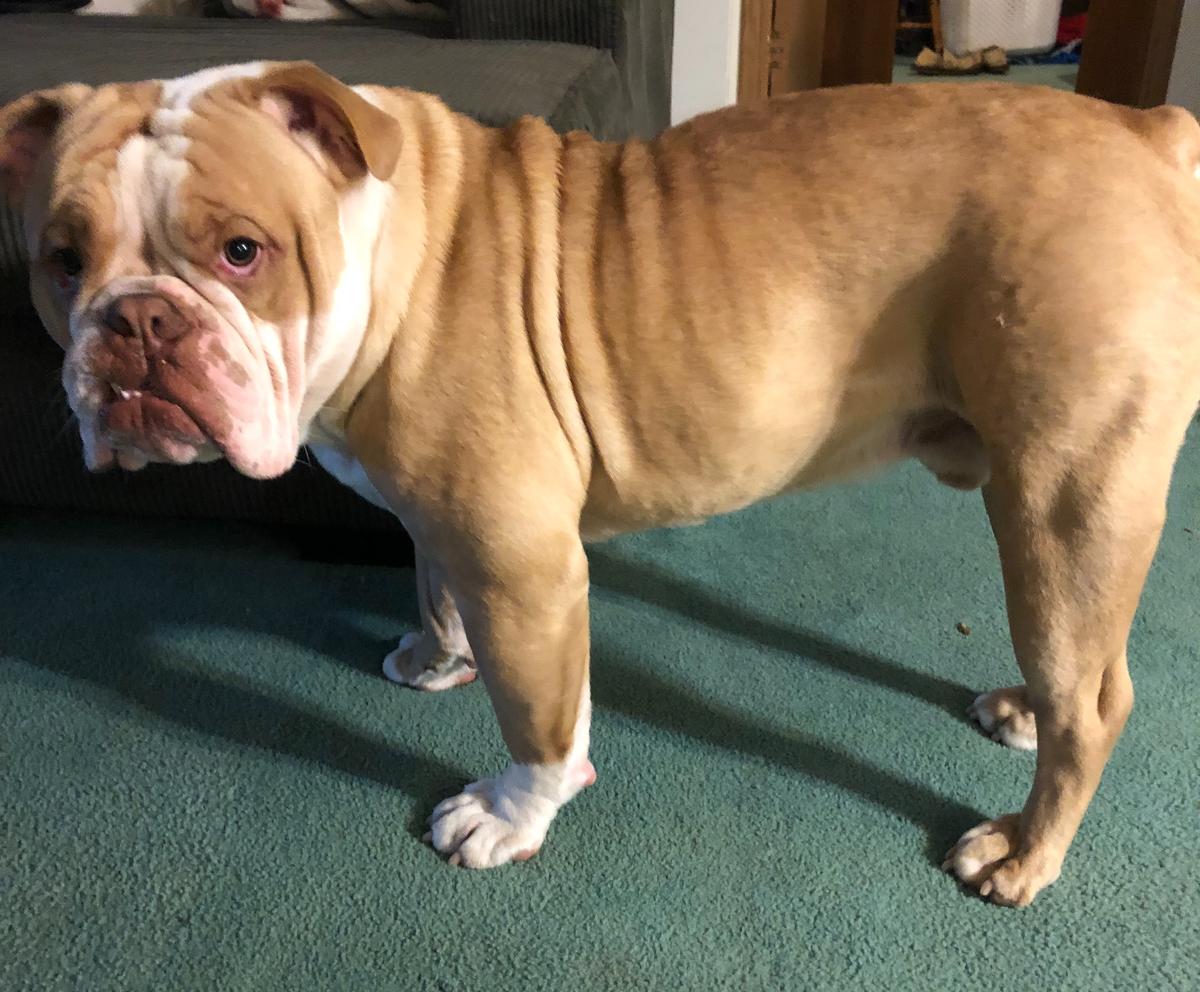 3B Bullies My Man | Olde English Bulldogge 