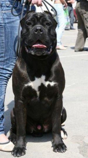 BENDZHAMIN VICTORIA CORSO VIN | Cane Corso 