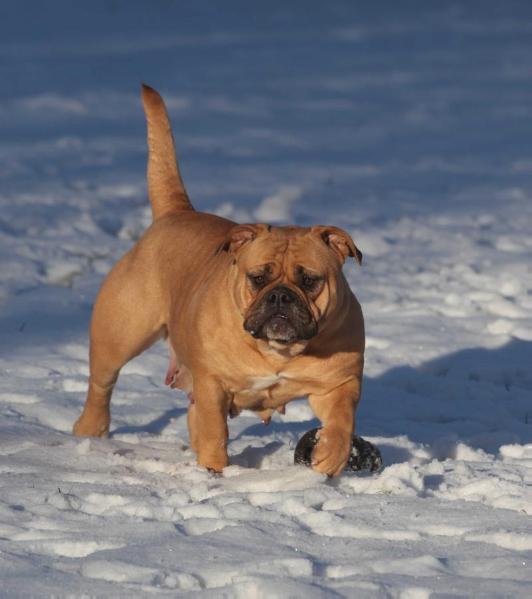 Ostergaard's Soulshine | Olde English Bulldogge 