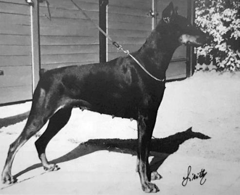 Elly v. Eschenhof | Black Doberman Pinscher