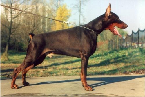 S'Lichobor Fantom | Brown Doberman Pinscher