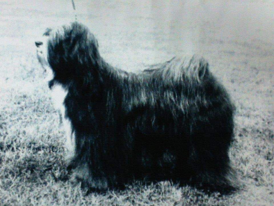 MATINSUON NAN-GY | Tibetan Terrier 