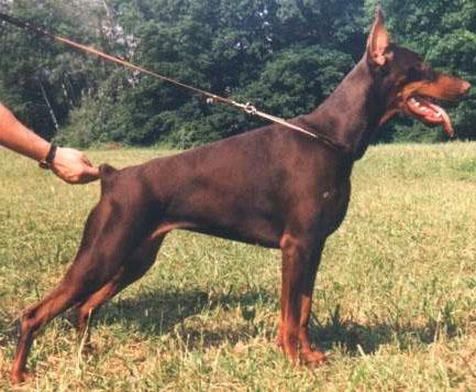 S'Lichobor Svesdochka | Brown Doberman Pinscher