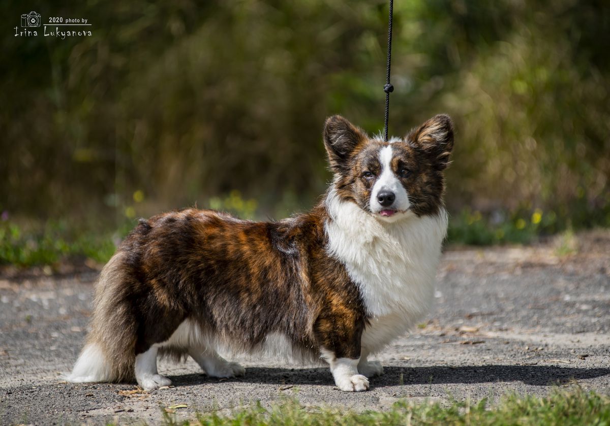 Elfborg intell Pentium | Cardigan Welsh Corgi 