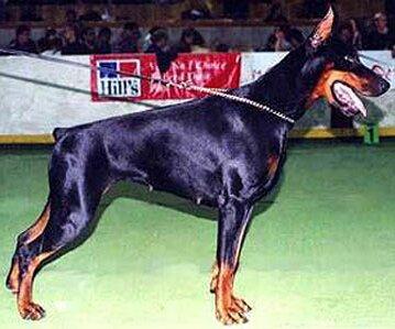 Smart Wood Hills Marsela | Black Doberman Pinscher