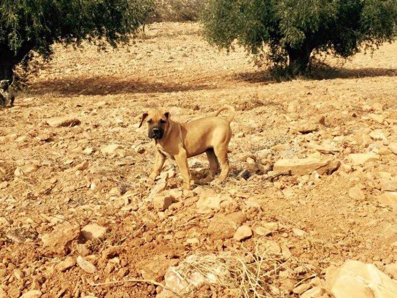 Aisha de Presas del Sur | Perro de Presa Canario 