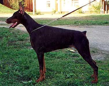 Smart Wood Hills Feofania | Brown Doberman Pinscher