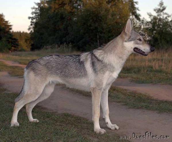 Tsarskaya osoba iz podmoskovnogo carstva | Czechoslovakian Wolfdog 