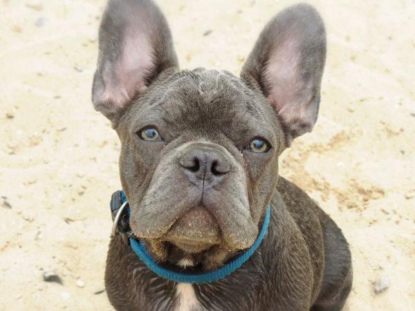 Goliath King von North Storm Aka Rommel | French Bulldog 