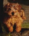 Red Pepper Sage | Norfolk Terrier 