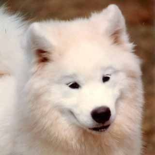 Sanorka'S maid'En northwind | Samoyed 