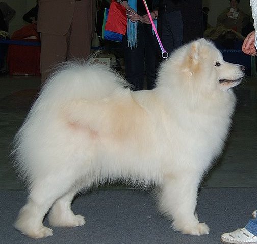 Blissful Xamba Yoshi &amp; Us | Samoyed 