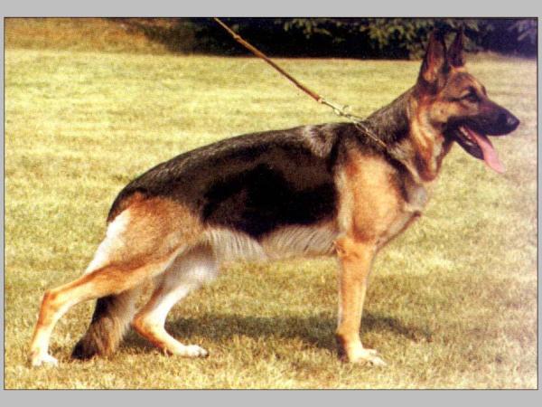 Maud von der Wienerau | German Shepherd Dog 