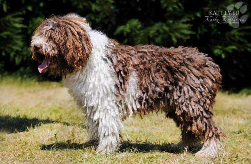 Buen Amigo Perro de Aqua | Spanish Water Dog 