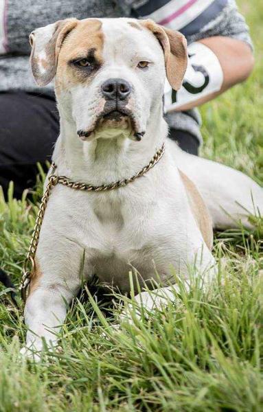 Havellandbulls Caisy | American Bulldog 