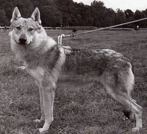 Orlík z Rosíkova CS | Czechoslovakian Wolfdog 