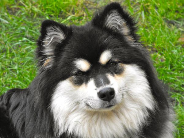 Starlapps Jolas | Finnish Lapphund 