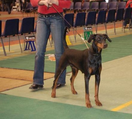 Bisanuel's Celine | Black Doberman Pinscher