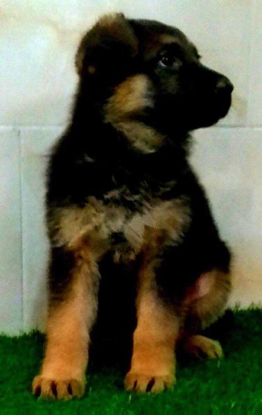Honey arsas | German Shepherd Dog 