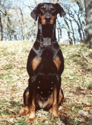 Alma do Zarzallo | Black Doberman Pinscher