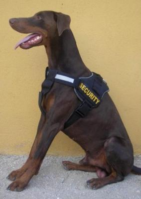 Ascomannis Gringo | Brown Doberman Pinscher