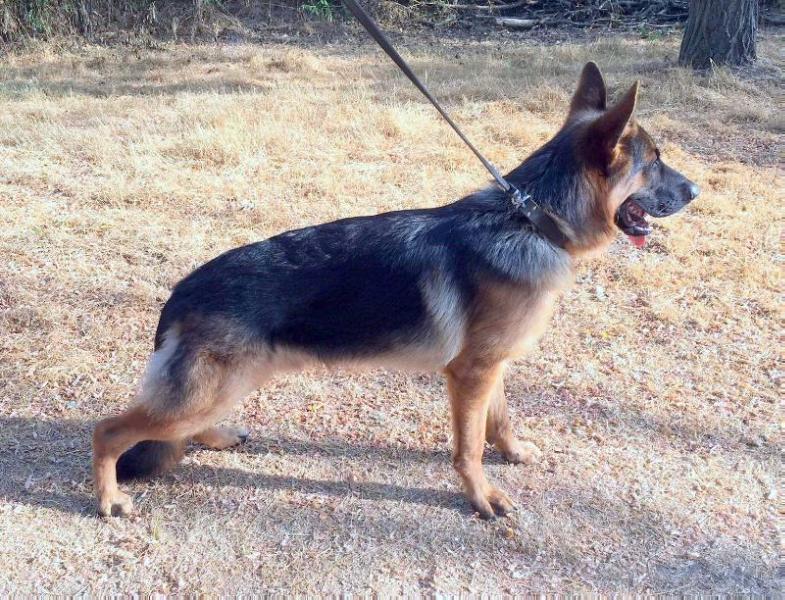 Macoux vom haus Hagendoorn (Baico) | German Shepherd Dog 