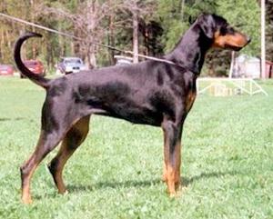Mezzrow's Reggae | Black Doberman Pinscher