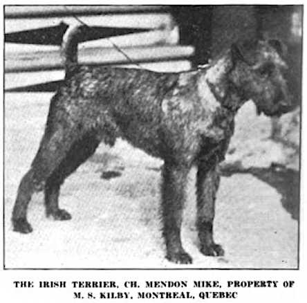 Mendon Mike | Irish Terrier 