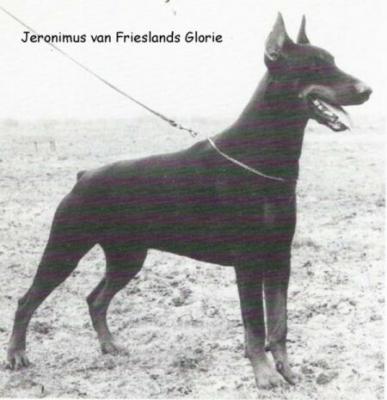 Jeronimus v. Frieslands Glorie (Nokko) | Black Doberman Pinscher