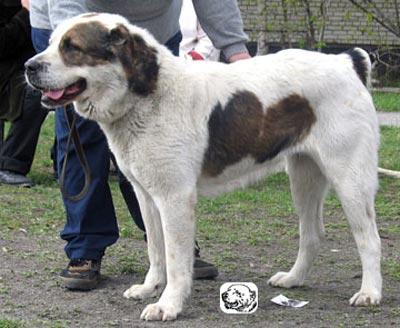 Nuriya | Central Asian Shepherd Dog 