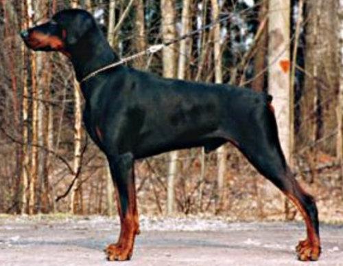 Ashmore Pride-Poacher | Black Doberman Pinscher