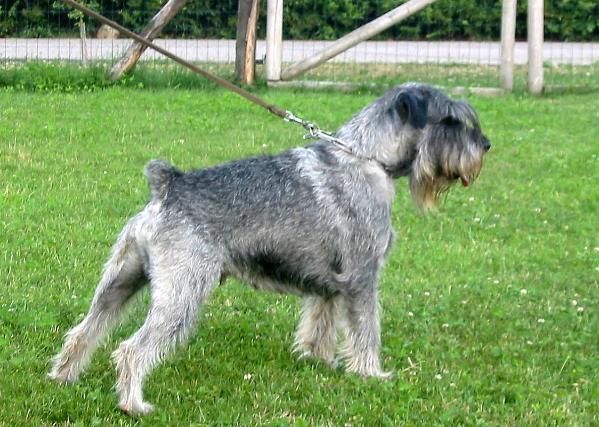 Capitano mio capitano d'Utrillo | Standard Schnauzer 