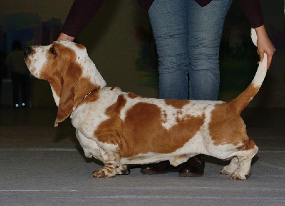 Earbie Charlie | Basset Hound 