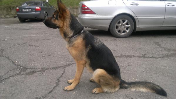 Afina Vom Rublevka Hof | German Shepherd Dog 