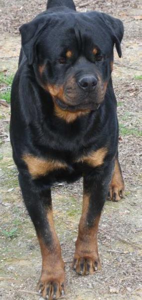 Fritz Vom Haus Gold Hill II | Rottweiler 