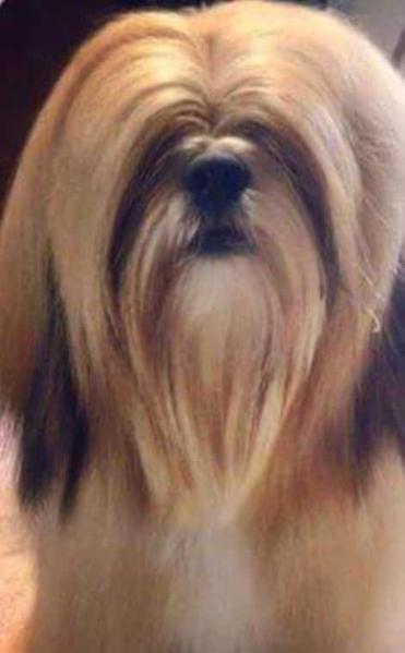 Lia Lilou Simon | Lhasa Apso 