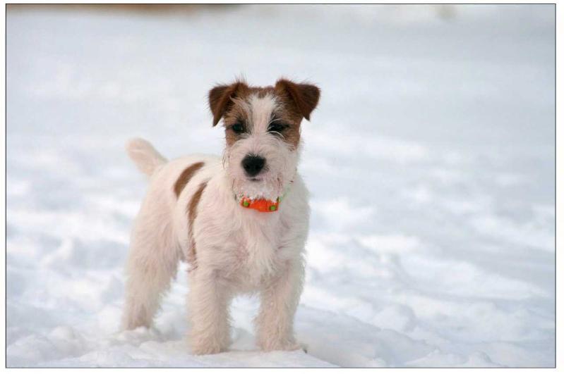 GRAND GEORG | Jack Russell Terrier 