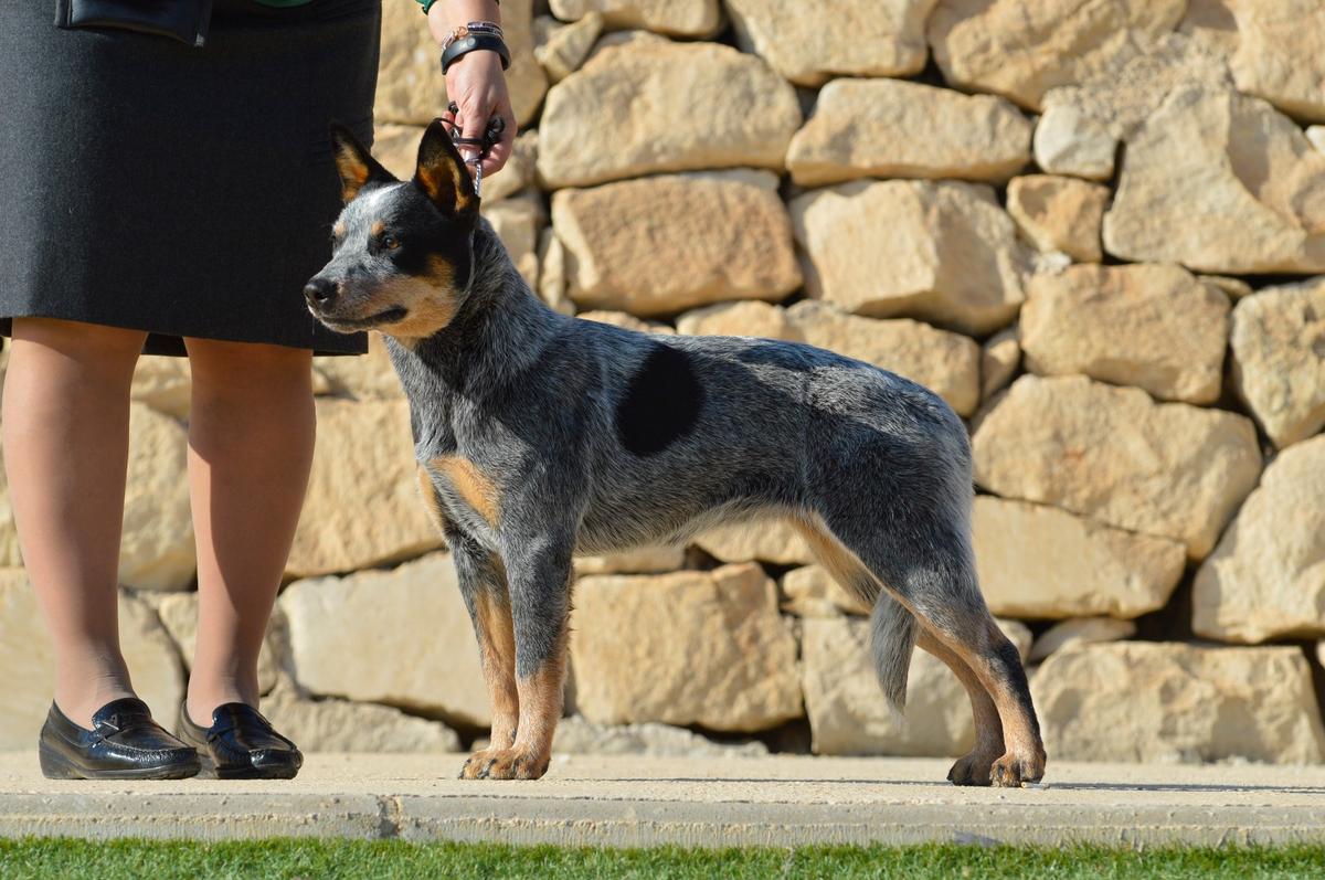 Banana Bender I Believe In Peace | Australian Cattle Dog 