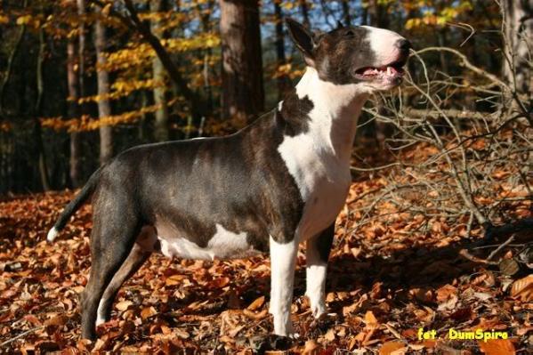 MERCEDES DZIEDZICTWO TUDORA | Bull Terrier 