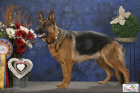 Angel Sioux van Ingjo | German Shepherd Dog 