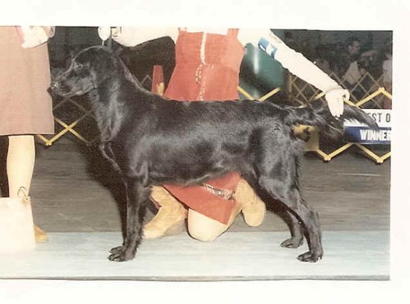 Amberwood's Blac Athercroft | Flat-Coated Retriever 