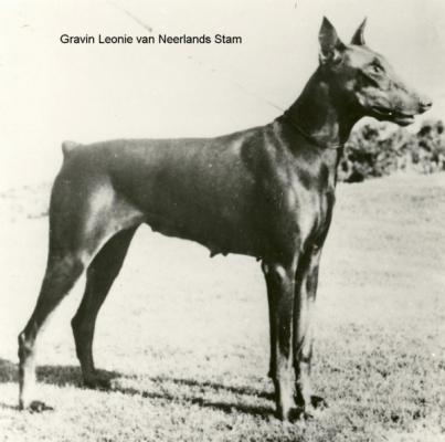 Gravin Leonie v. Neerlands Stam | Brown Doberman Pinscher