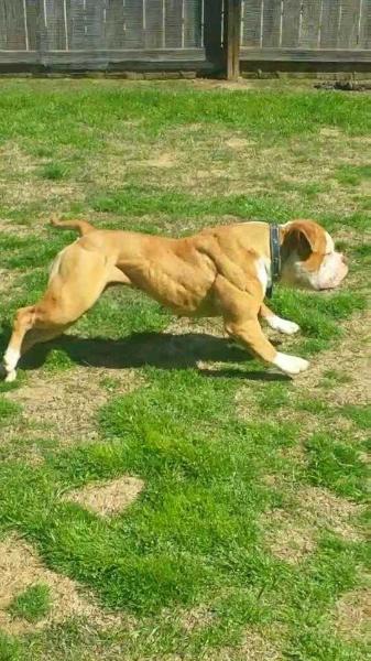 Buffdog's Rush @ RedDirtDawgz | Olde English Bulldogge 