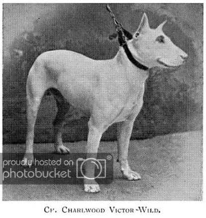 Charlwood Victor Wild | Bull Terrier 