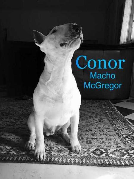 Conor Macho McGregor de la Gran Misae | Bull Terrier 