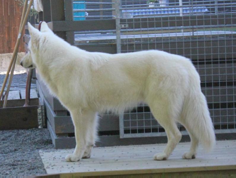 Albus Lupus Snow White Bajas | White Swiss Shepherd Dog 