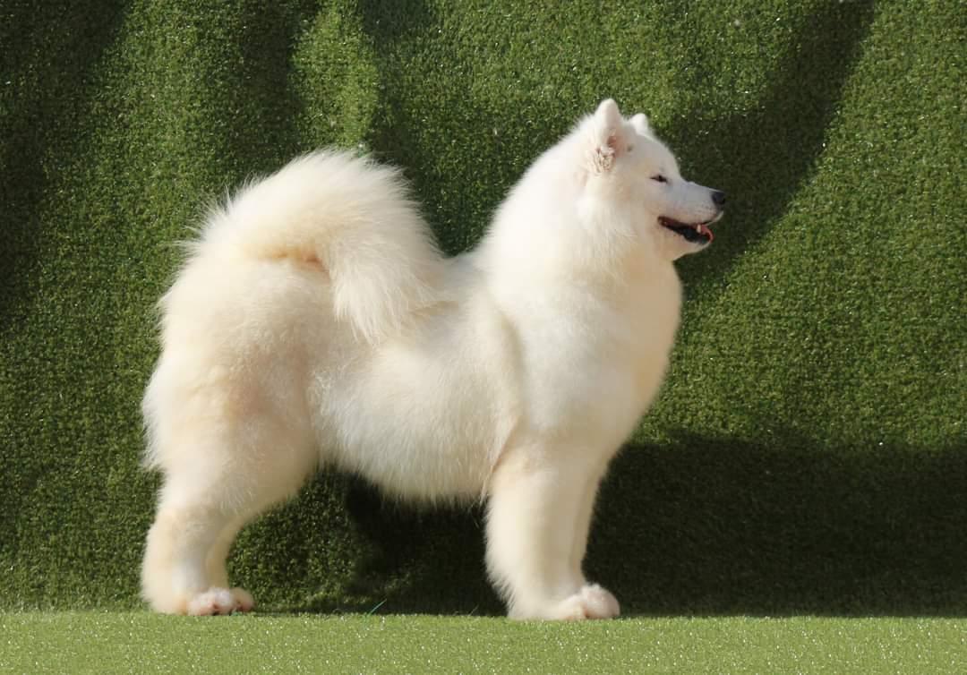 Nox-Poli Xia | Samoyed 