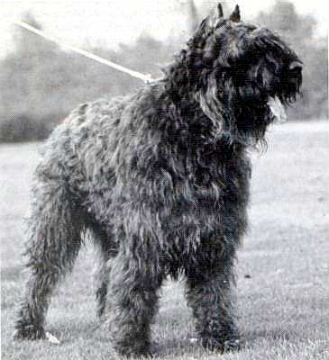 Barry Naca v.d. Sylverhof | Bouvier des Flandres 