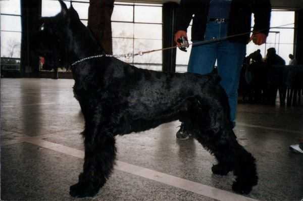 MARIJA MAGDALENA | Giant Schnauzer 